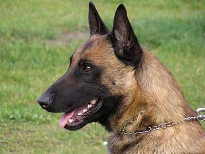 Belgian Malinois